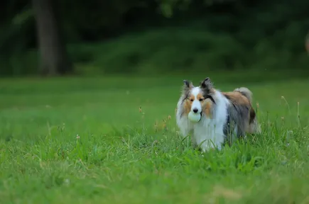 hundträning